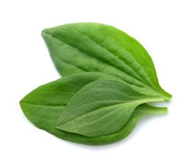 Подорожник большой – растение семейства подорожниковых (Plantaginaceae Juss) - Сервис Плюс Рус